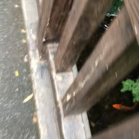 魚観察／動画の画像