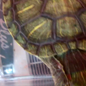 ピロピロ ②の画像