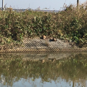 狸の親子の画像