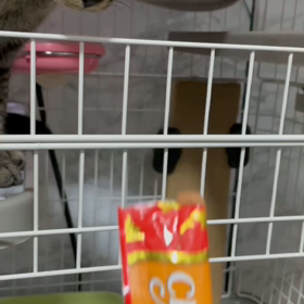 ねねちゃん、いらっしゃい！の画像