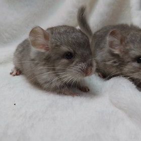 チンチラのシナモンが産まれましたの画像