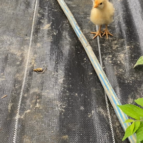 新しい仲間がの画像