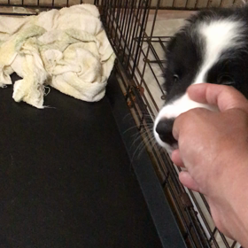 十和田の方用の画像