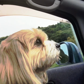 毎年恒例☆まるちゃんの箱根お礼参りの画像