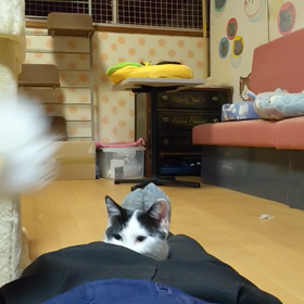 人に全く慣れないハチワレ三毛の画像