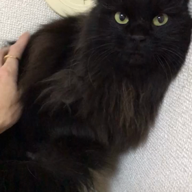 アンナ嬢はツンデレさんの画像