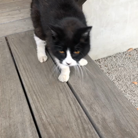 かわいい黒ちゃん①の画像