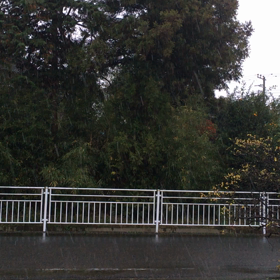 初雪だうの画像