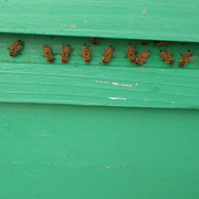 何の動きだろうの画像