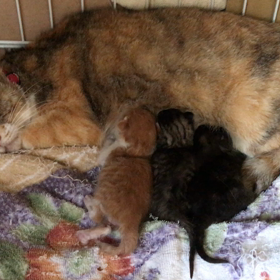 華音ちゃん、タオル替えの画像