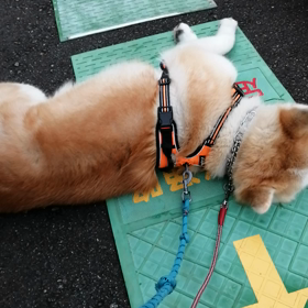 今朝も未来丸、散歩無事終了しました‼️ありえない誤振り込み、その振り込み先が、ありえない過度のの画像