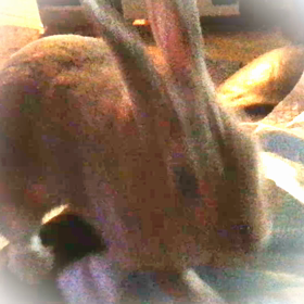 深夜のマロンの画像