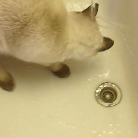 気を取り直して、の画像