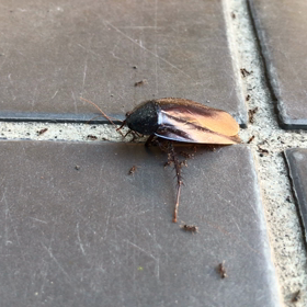 昆虫日記〜ゴキブリとアリ編〜の画像