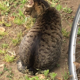 まわりの国は独裁国家だらけ…の画像