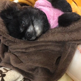 おやすみの画像