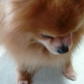 U^ェ^U ハル食事中〜♪の画像