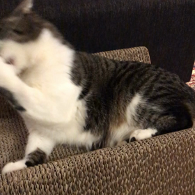 今日のネコの画像