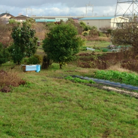 朝から風が、、、の画像