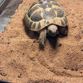 ぽんた 久しぶり！の画像