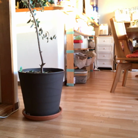 Bossa Novaの願い～　お水をあげることの画像