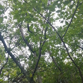 玉置神社に着くまで⑤の画像