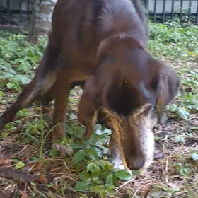 立てなくなりましたの画像