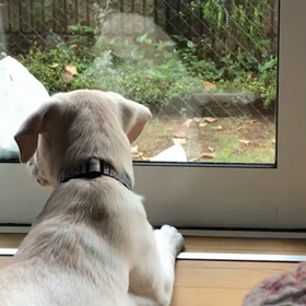 雨の日もフロードは元気です。の画像