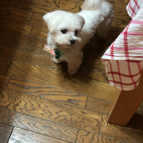 声が聞こえる？の画像