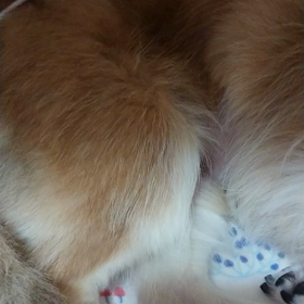 お腹が……の画像