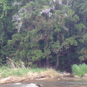 りんごジュースの画像