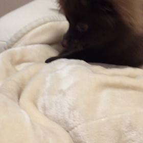 コレも好き、歯がかゆいからぁの画像