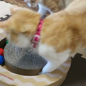 新しいオモチャの画像