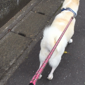 カナカナゼミの画像