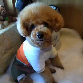 暑中御見舞い（笑）の画像