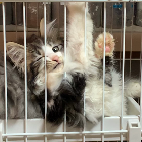 ご家族募集中！の画像