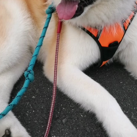 来週の日曜の午後に未来丸と一緒に多分10年ぶり友人を訪ねることになりました。本人の要望でかき氷の画像