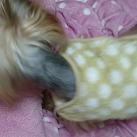 ipoの甘え方の画像