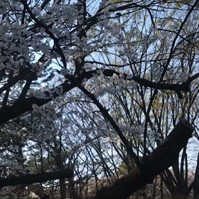♪お散歩動画♪代々木公園♪の画像
