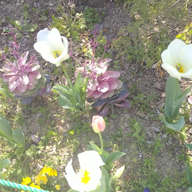 咲いた～さいた～♪の画像