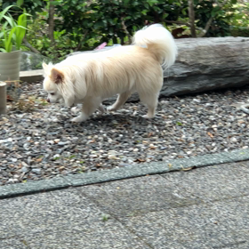 シャンシャン１歳記念企画の画像