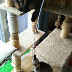 遊ぼう(=^ェ^=)の画像