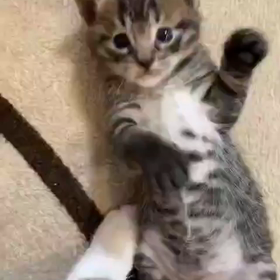 番外編の激かわ短編動画の画像