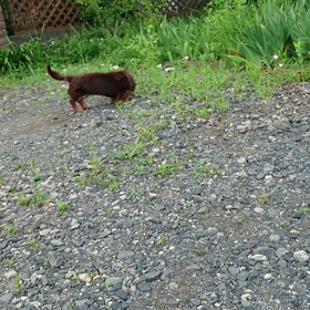 愛ちゃん！の画像