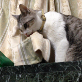 コトラのブームの画像