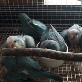 オキナインコブルー 鳥かごデビューの画像