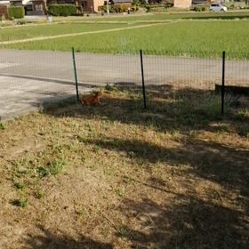 カッコウの画像