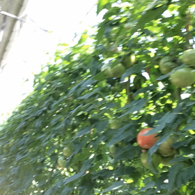 『農家のおばちゃんになる方法②』の画像