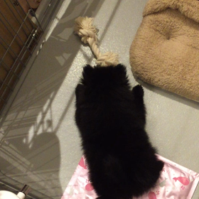 噛む噛むおもちゃは気に入らないの画像