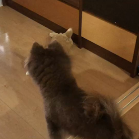 チョコ＆ここの画像